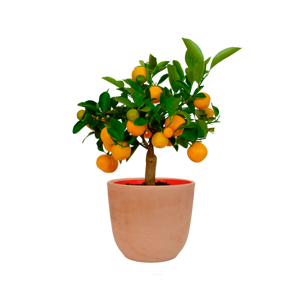 Comprar Kumquats naranjos y limoneros enanos